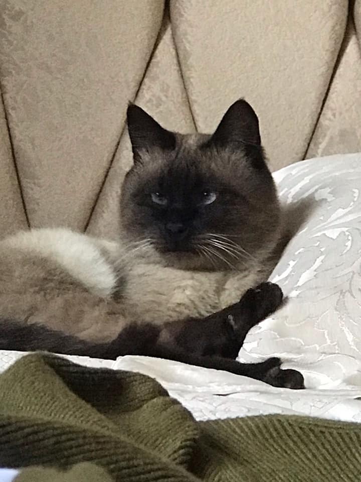 Дүниежүзілік үй жануарлары күніне арналған "Менің сүйікті жануарым" байқауы. 6Б сынып оқушыларының үй жануарлары.Конкурс "Мое любимое животное", посвященный Всемирному дню домашних животных. Домашние животные учащихся 6Б класса.