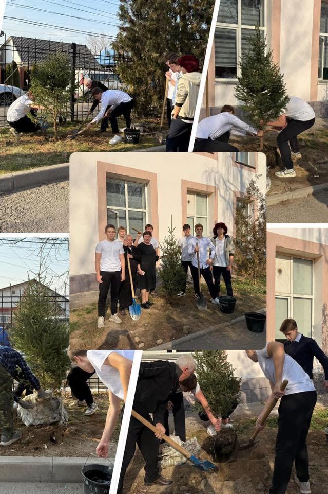 "Таза Қазақстан" аясында "№17 ЖББМ " КММ ағаш отырғызу. Посадка деревьев в КГУ «ОШ №17» в рамках «Таза Қазақстан»